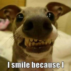 Meet your Posher, Liz